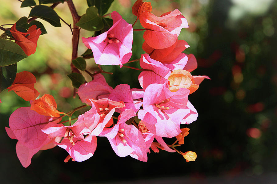 Pink Bougainvillia- Photograph by Linda Woods Photograph by Linda Woods