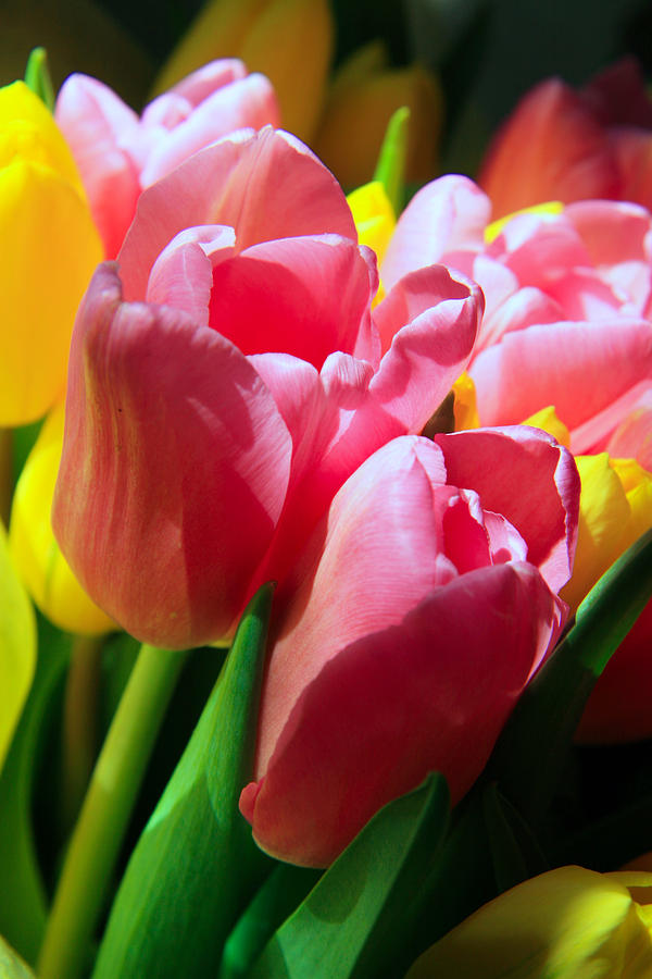 Tulip Photograph - Pink bouquet by Lali Kacharava
