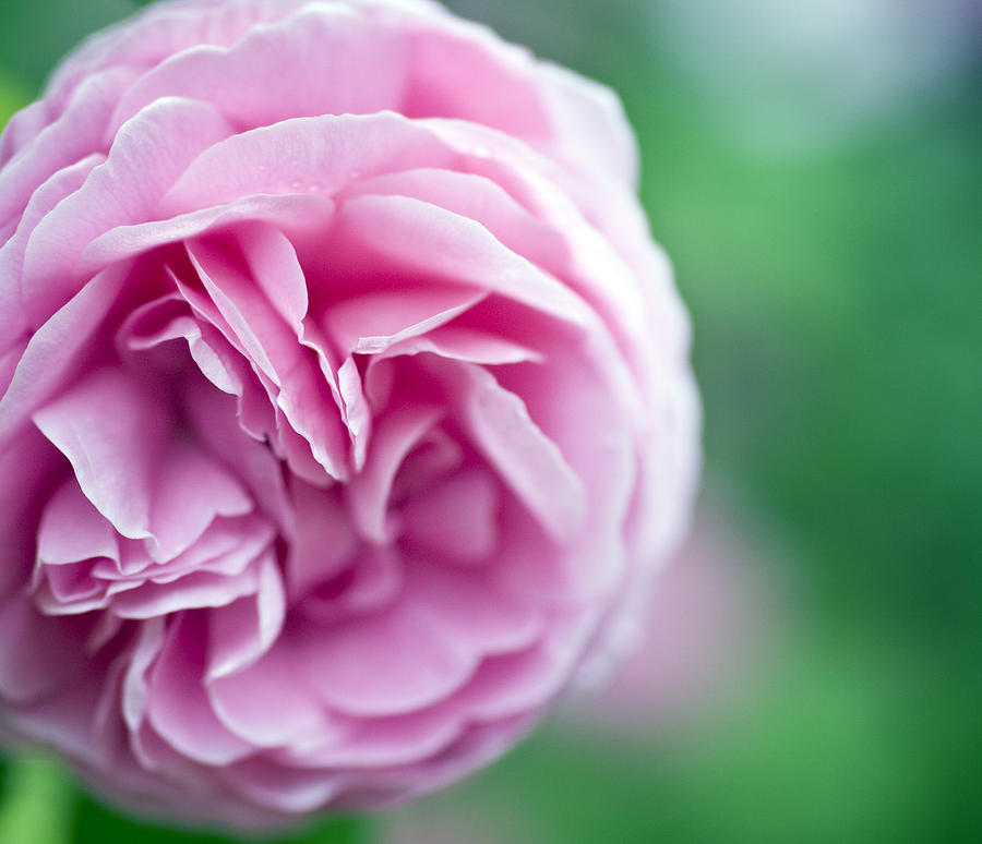 Garden Photograph - Pink Bourbon Rose LOUISE ODIER by Frank Tschakert