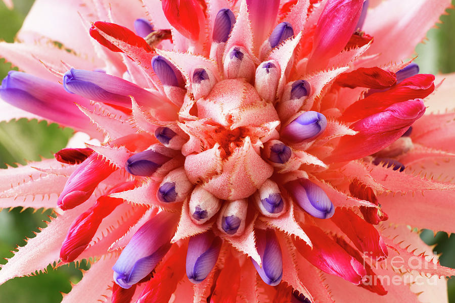 Pink Bromeliad Flower Photograph by Raul Rodriguez