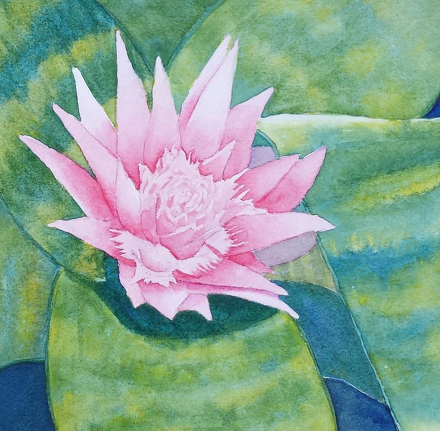 Pink Bromiliad Painting by Judy Mercer