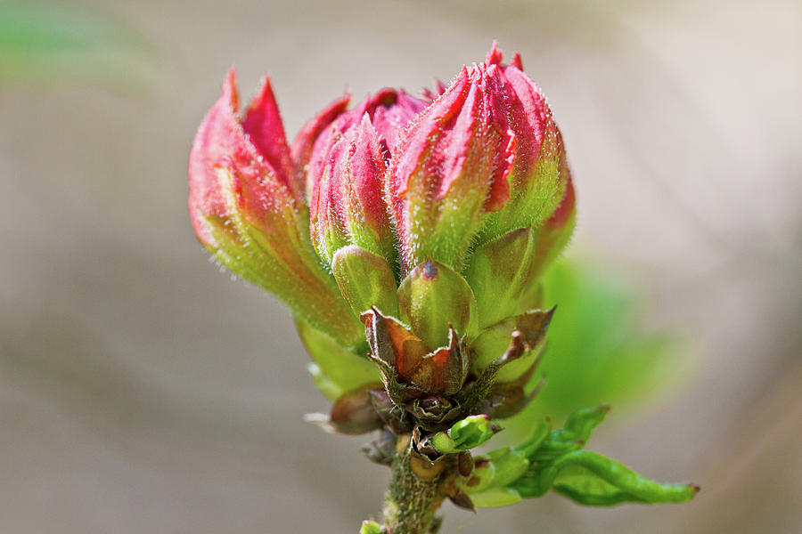Pink bud Photograph by Ed James