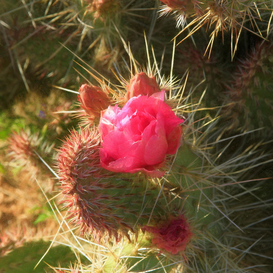 Pink Budding Prickly Pear Photograph by Bonnie Follett