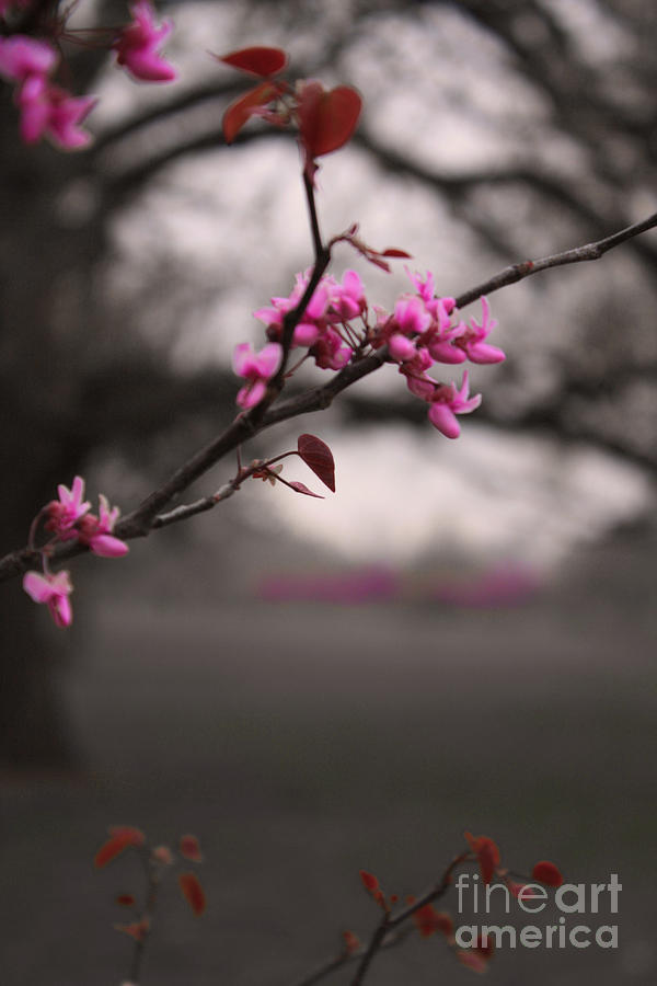 Pink Buds Photograph by Barbara Dean