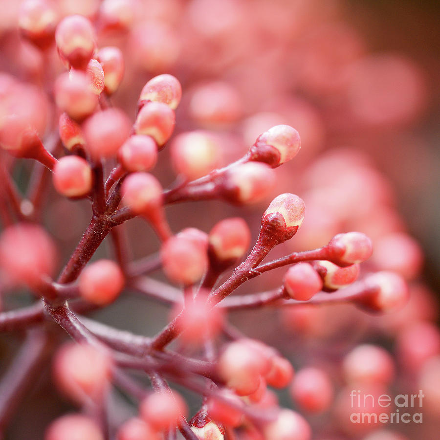 Winter Photograph - Pink buds by Delphimages Photo Creations