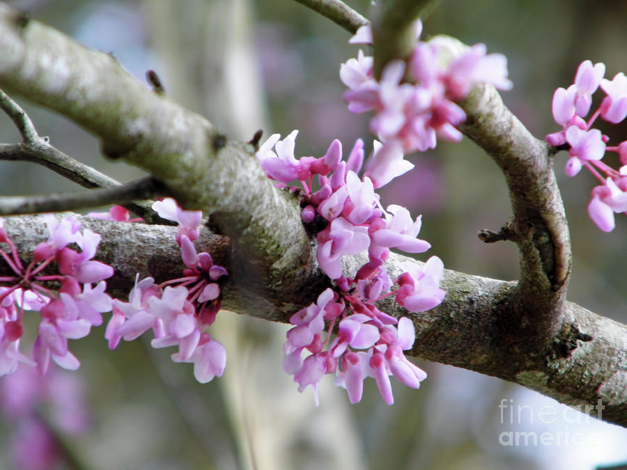 Pink Buds In The Redbud Tree Photograph by D Hackett
