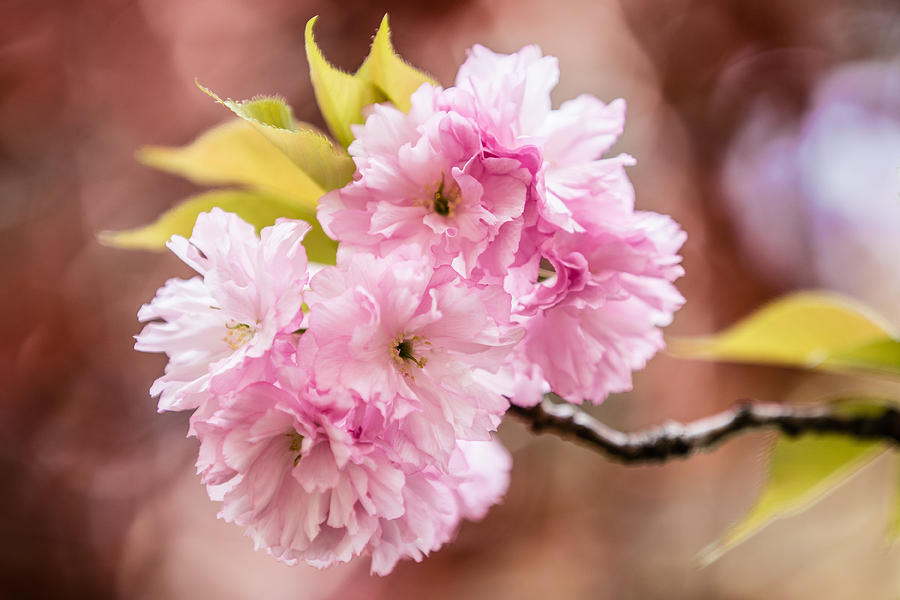 Pink Burst by Karen Saunders Pink Burst by Karen Saunders