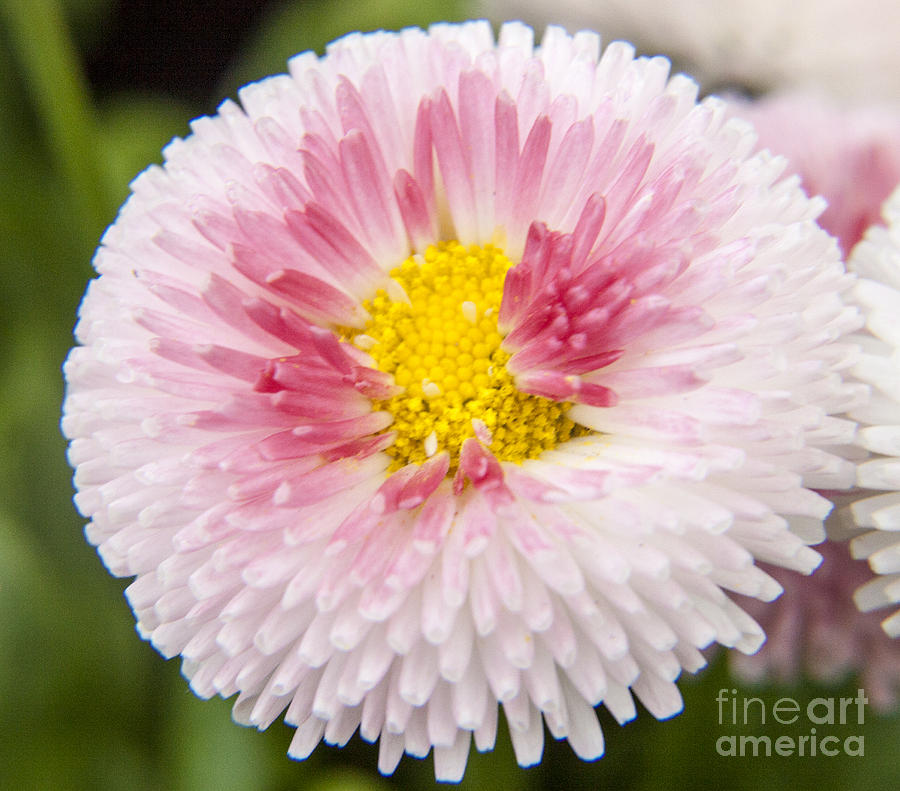 Pink Button Flower Photograph