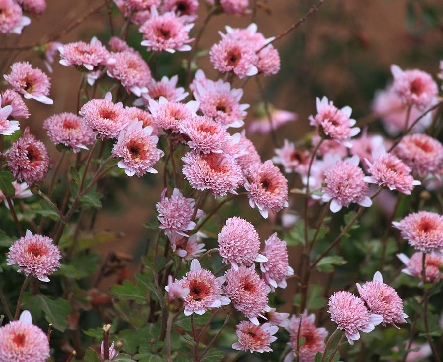 Pink Button Flowers Photograph by Gerri Duke