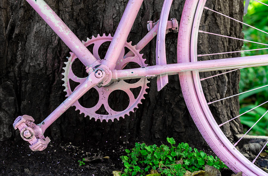Pink Bycycle resting on a Tree Photograph by John Williams