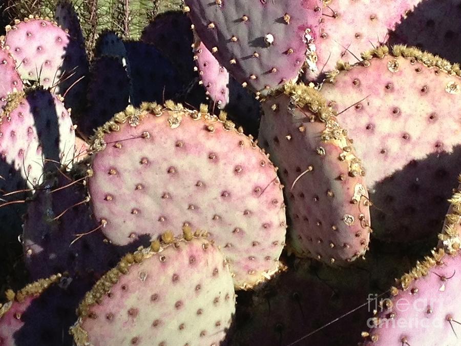 Pink Cacti Photograph by Glenda Zuckerman