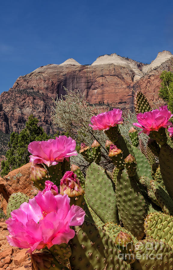 Pink Cactus And Red Cliffs Photograph