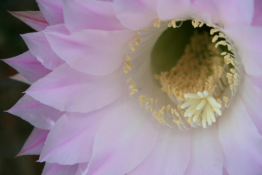 Pink Cactus Bloom Photograph by Marna Edwards Flavell
