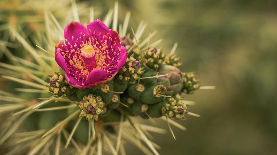Pink Cactus Bloom Saguaro National Park Arizona Photograph by Lawrence S Richardson Jr