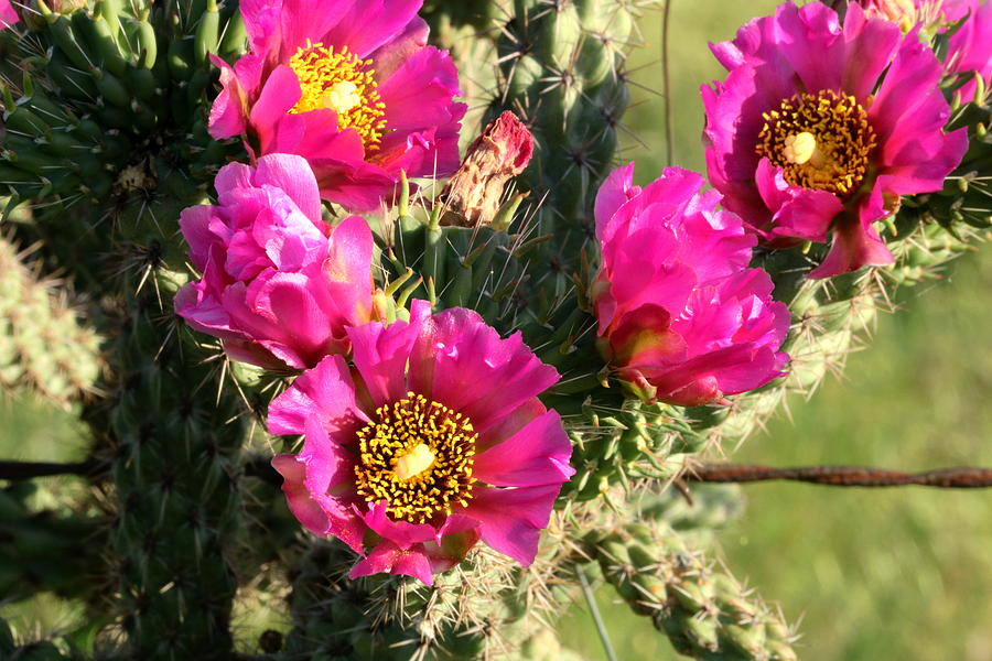 Pink Cactus Blooms Close-up Photograph by Sheila Brown