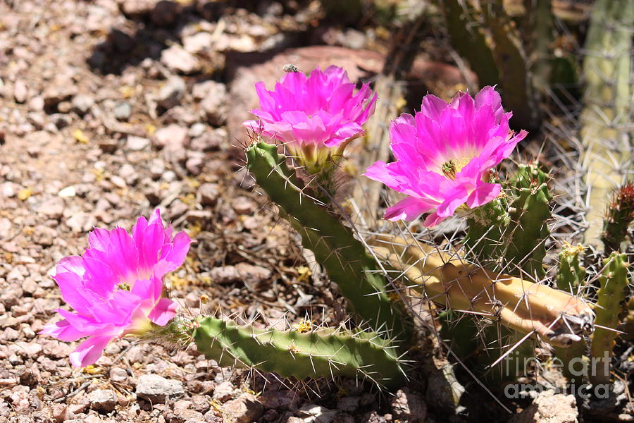 Pink Cactus Blooms in the Desert Photograph by Carol Groenen