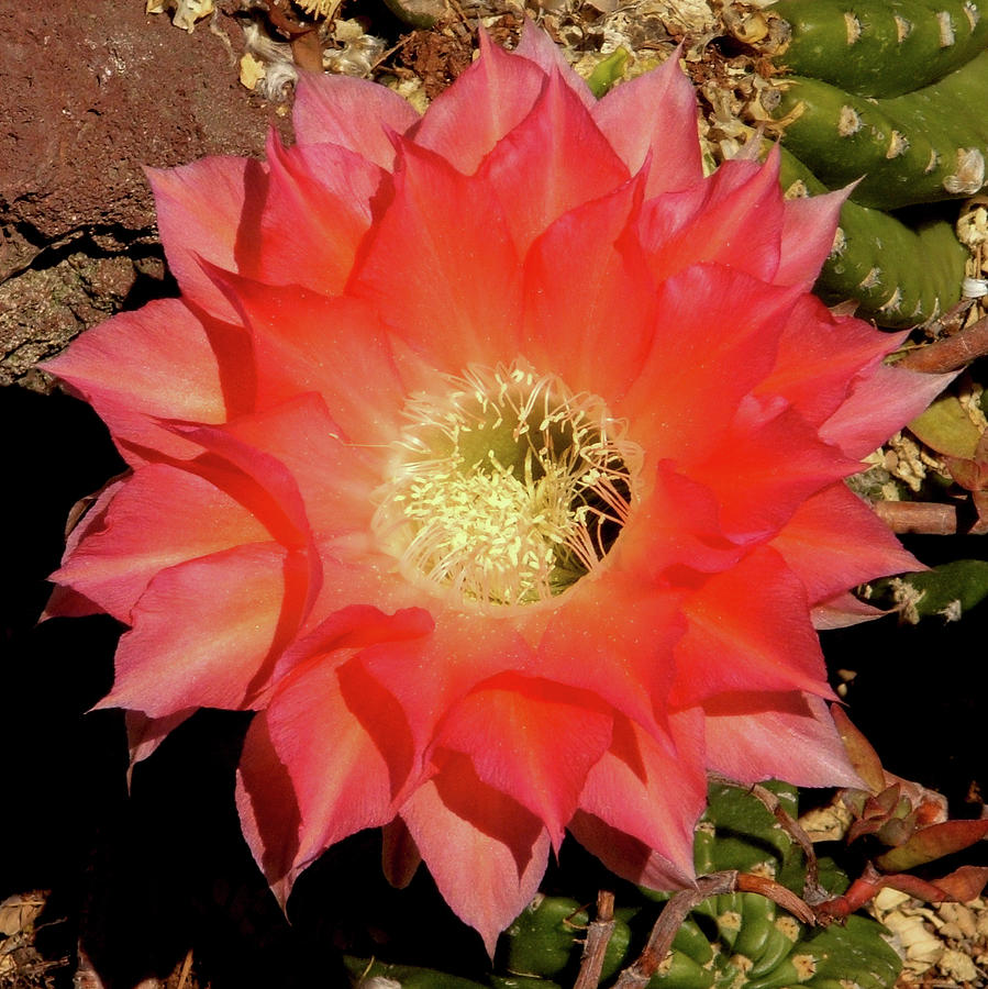 Pink Cactus Blossom Photograph by Beautiful Surfaces - Fine Art America