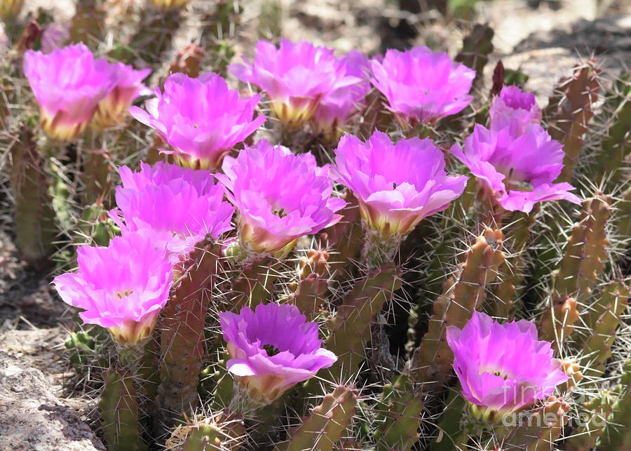 Pink Cactus Blossoms  Photograph by Carol Groenen