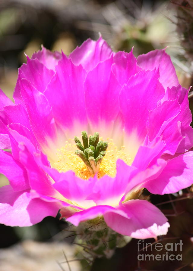 Pink Cactus Flower Photograph by Carol Groenen