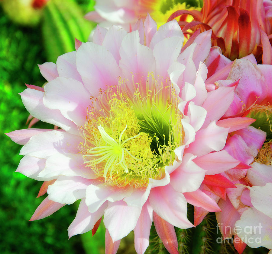Pink cactus flower Photograph by Jim And Emily Bush