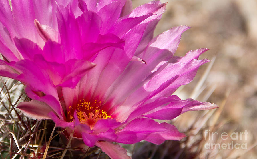 Pink Cactus Flower Photograph by Kelly Holm