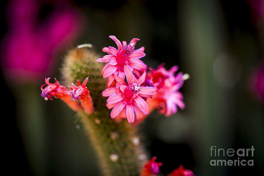 Pink Cactus Flower Photograph