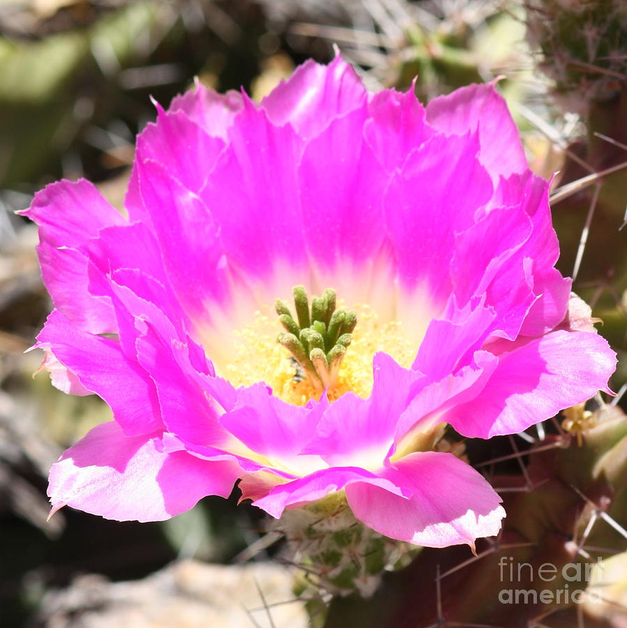 Pink Cactus Flower Square Photograph by Carol Groenen