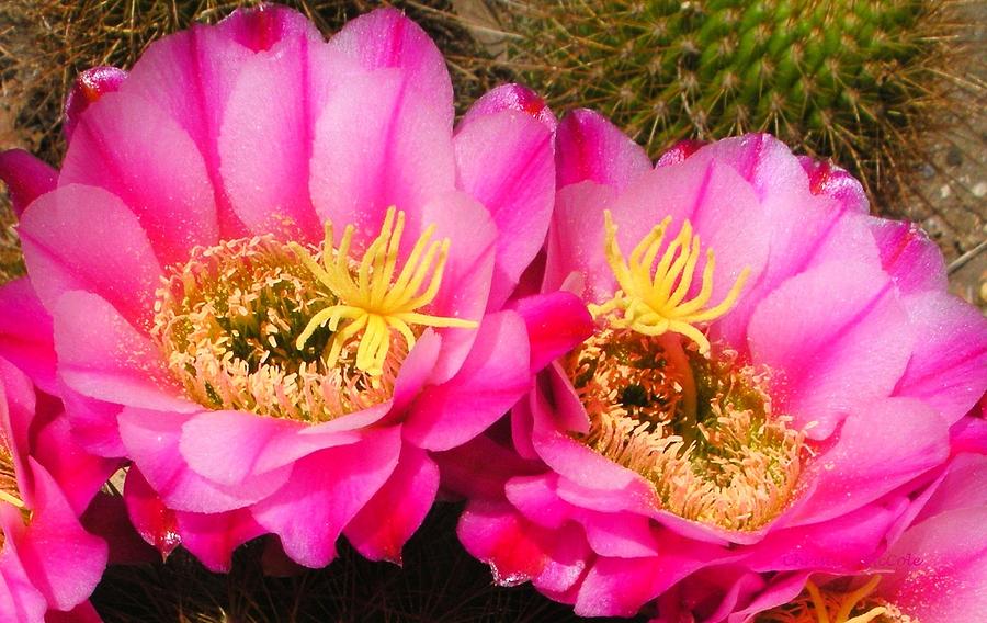 Floral Pink Cactus Flowers 2 Photograph by Christine McCole
