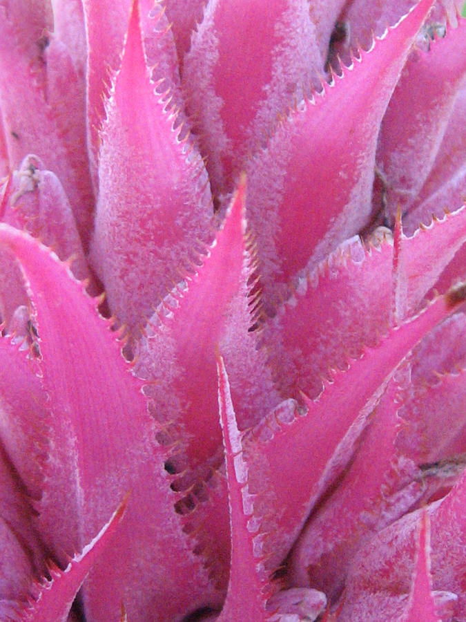 Pink Cactus Photograph by Nikki Smith
