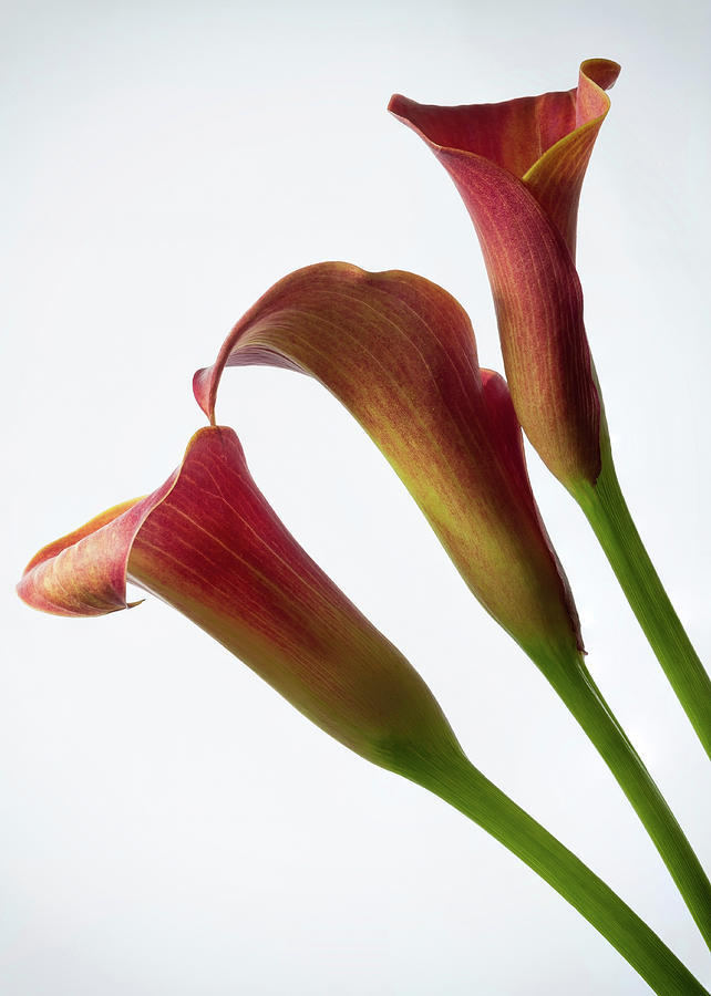 Lily Photograph - Pink Calla Lilies 1 by Shirley Mitchell