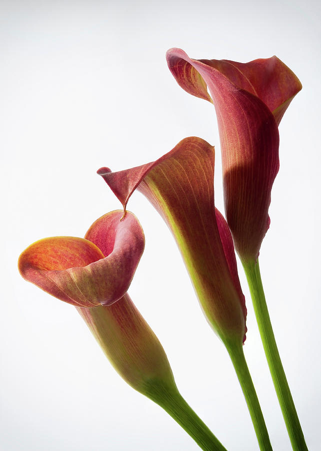 Pink Calla Lilies 2 Photograph by Shirley Mitchell