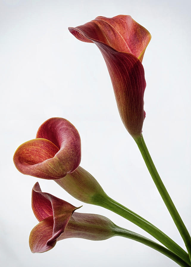 Pink Calla Lilies 3 Photograph by Shirley Mitchell