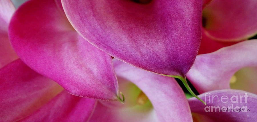 Pink Calla Lilies Photograph by Lainie Wrightson