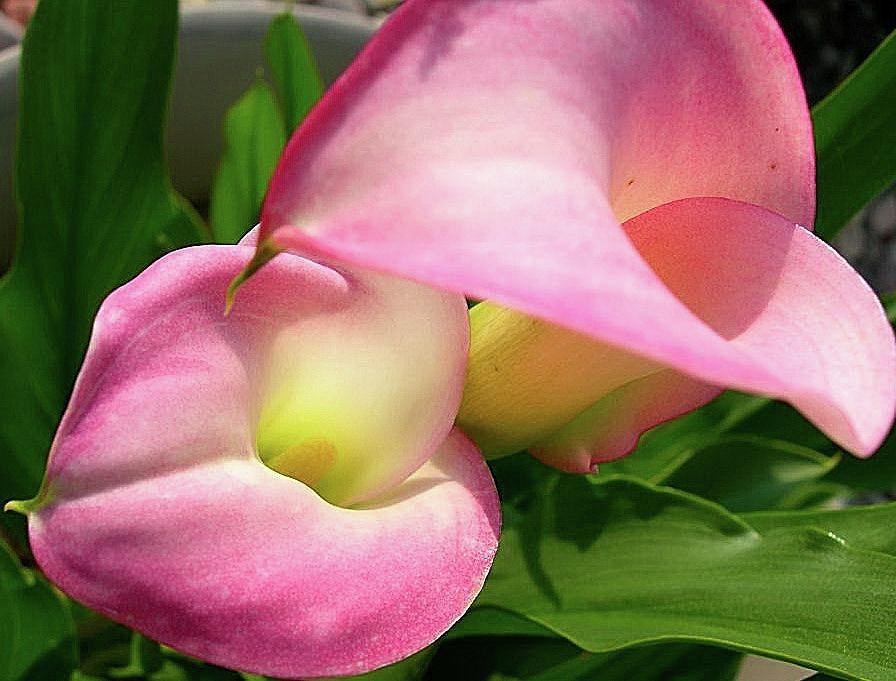 Pink Calla Lilies Photograph by Randy Rosenberger