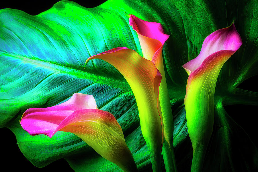Pink Calla Lilies With Large Leaf Photograph by Garry Gay