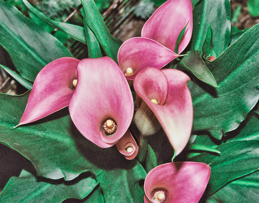 Pink Calla Lillies Photograph by HW Kateley