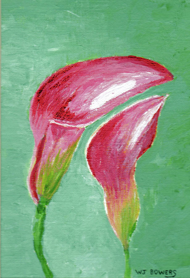Pink Calla Lillies Painting by William Bowers