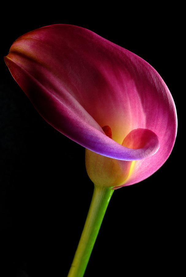 Pink Calla Lily Photograph by Dung Ma