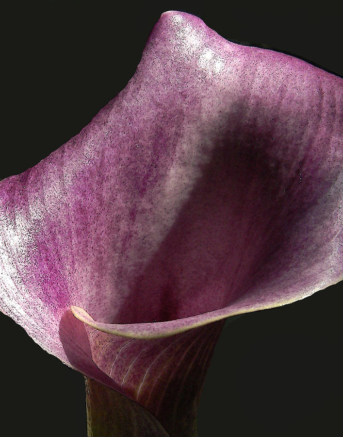 Pink Calla Lily Photograph by Gary Olsen-Hasek