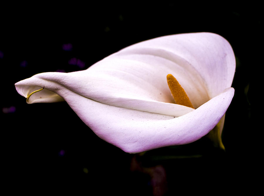 Pink Calla Lily Photograph by Venetia Featherstone-Witty