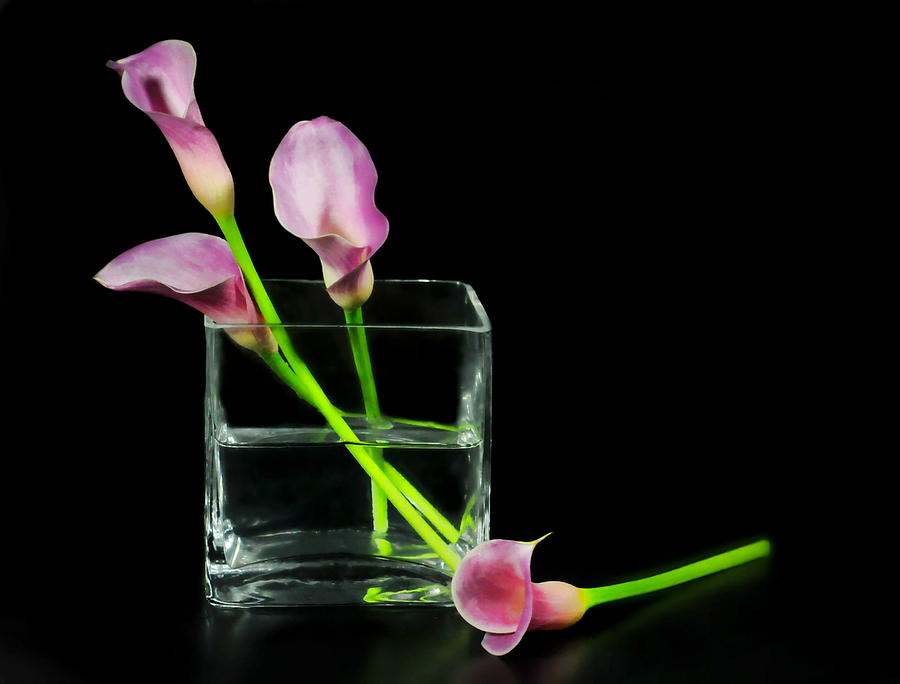 Pink Callas Photograph by Diana Angstadt