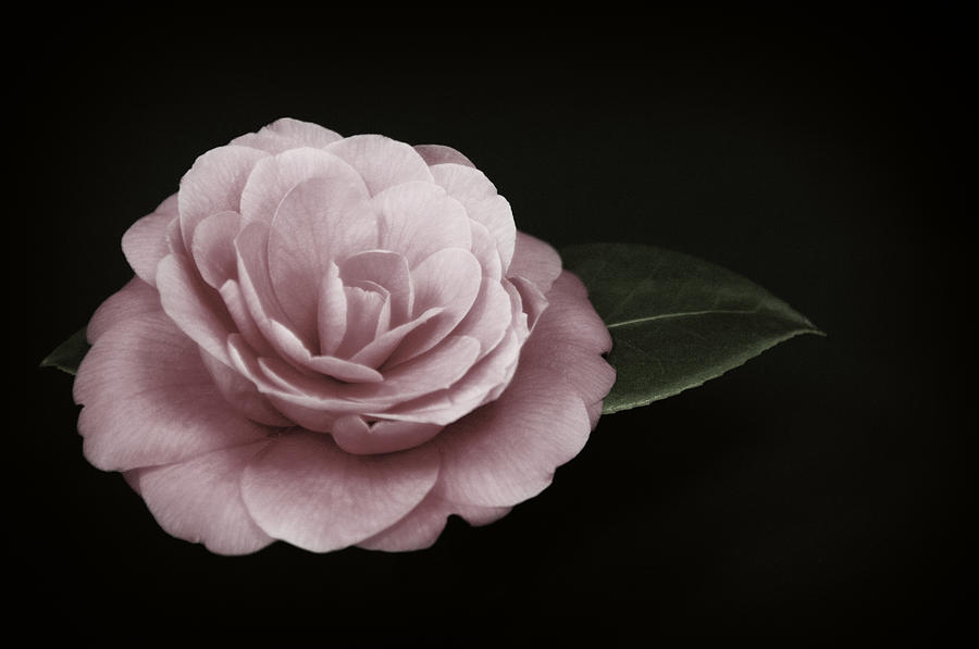 Pink Camellia and Leaf on Black Photograph by Mitch Spence