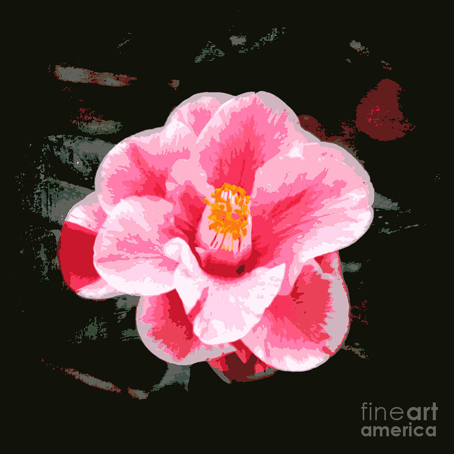 Pink Camellia - Digital Art Photograph by Carol Groenen