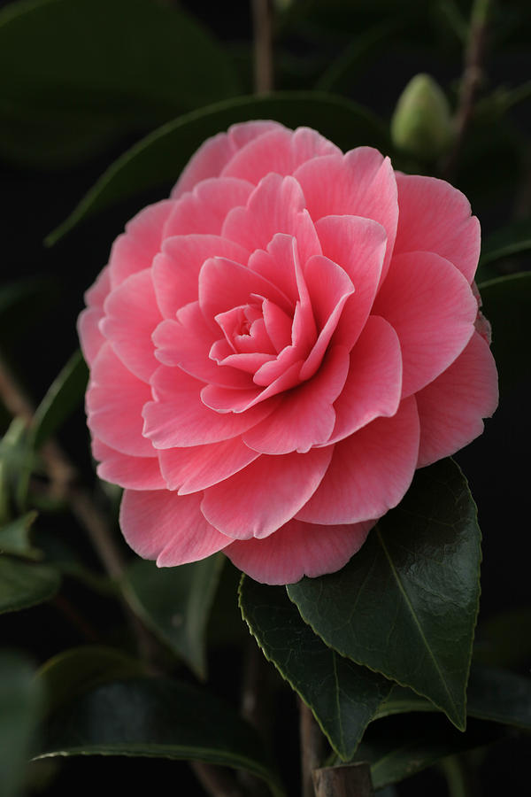 Pink Camellia Dream Photograph by Tammy Pool