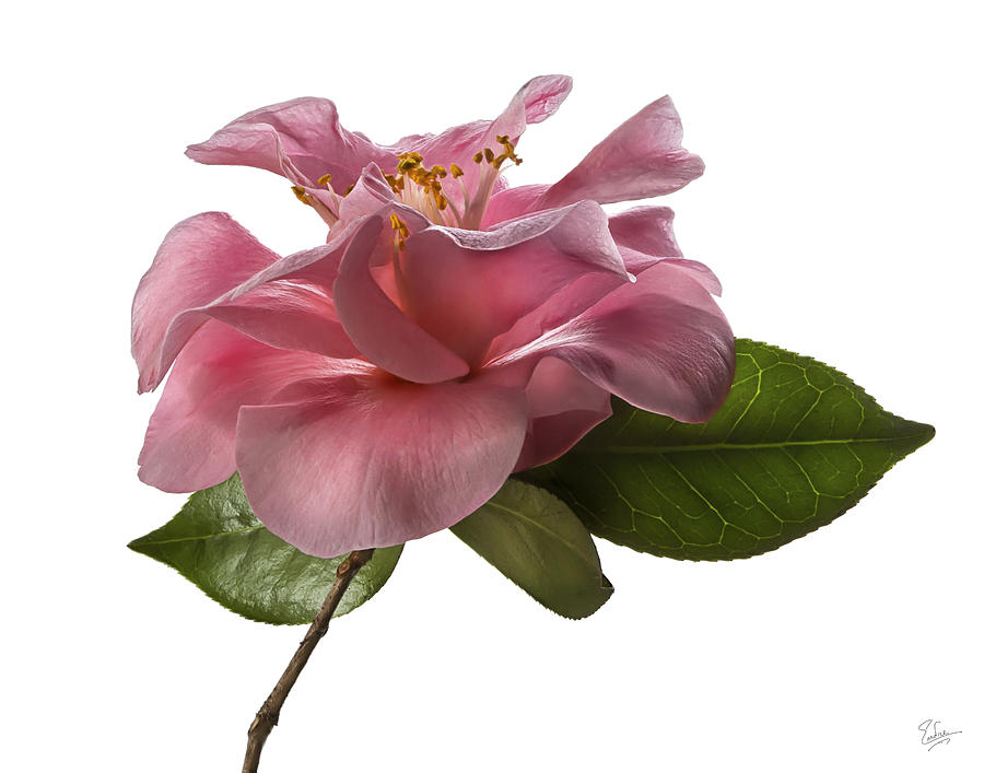 Pink Camellia Photograph by Endre Balogh