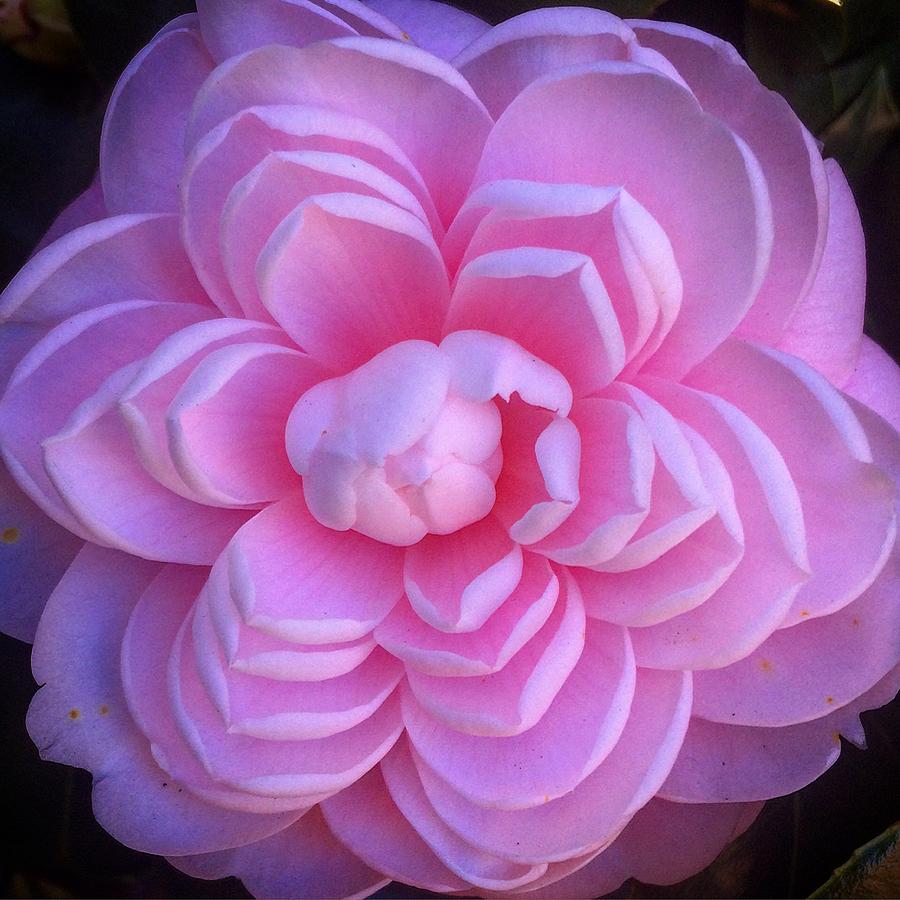 Pink Camellia Photograph by Eric Suchman