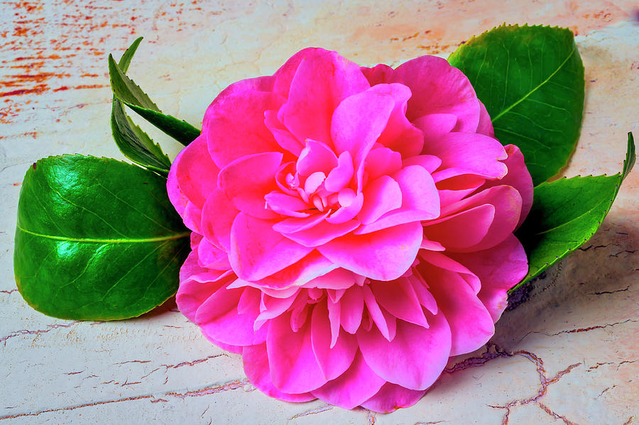 Still Life Photograph - Pink Camellia by Garry Gay
