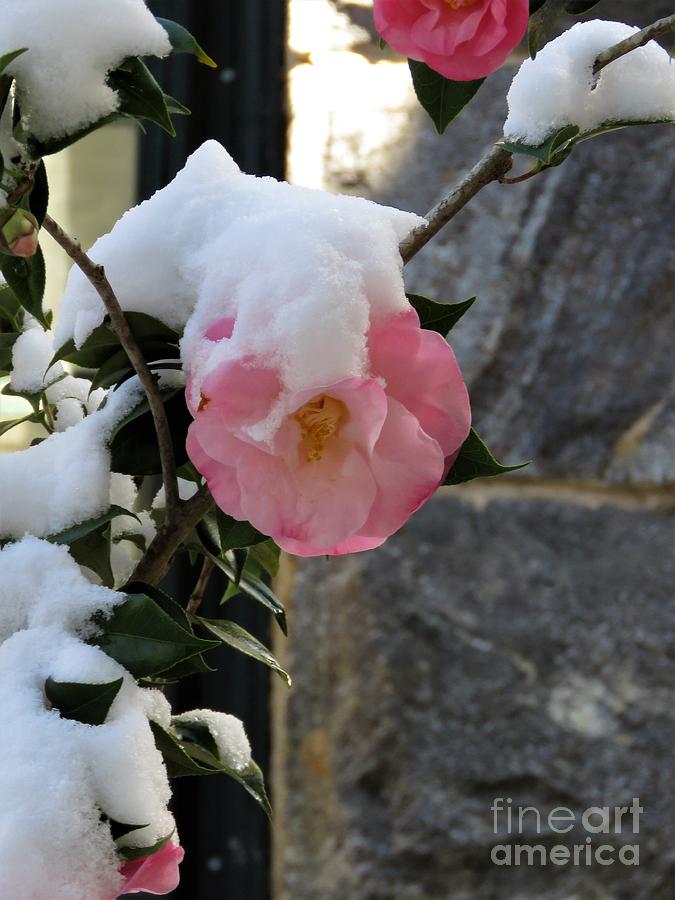 Pink Camellia in the Snow Photograph by Anita Adams