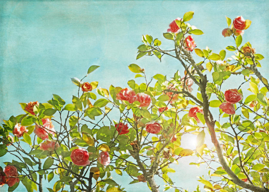 Pink Camellia japonica Blossoms and Sun in Blue Sky Photograph by Brooke T Ryan