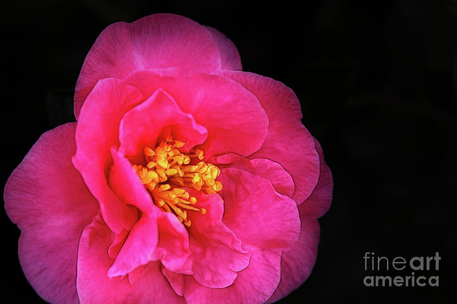 Pink Camellia Photograph by Judi Bagwell